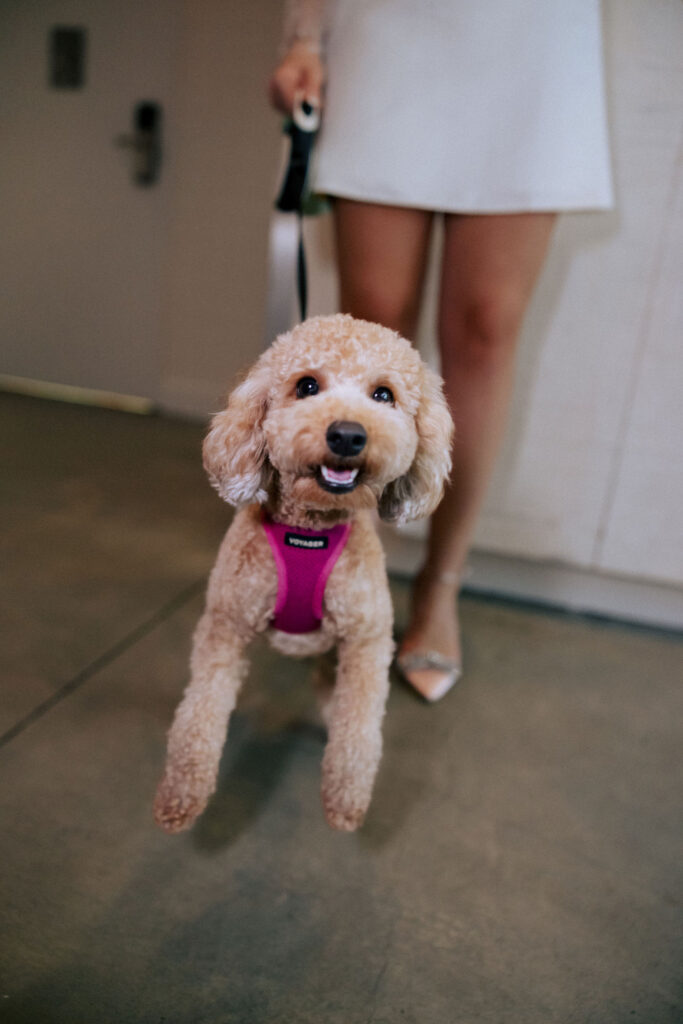 Bride in her wedding dress laughing while playing with her puppy at the Arlo Hotel, creating a heartwarming pre-wedding moment