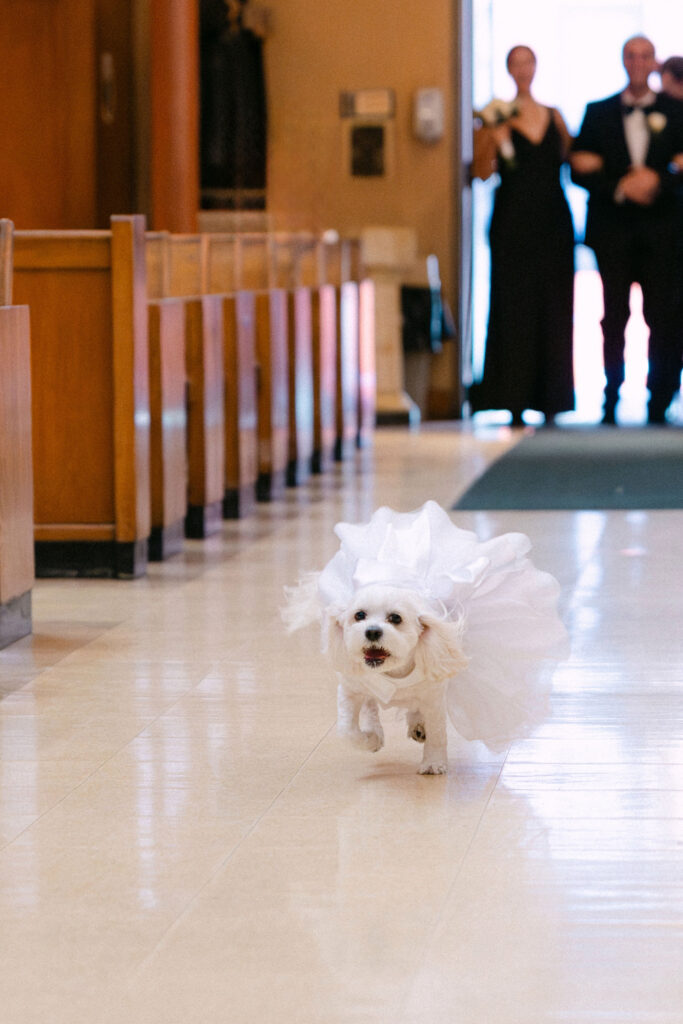 Couple’s dog walking down the aisle during an intimate SoHo wedding ceremony in NYC